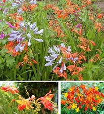 Zwiebeln montbretien mix gebraucht kaufen  Kaiserslautern