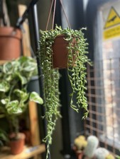 Senecio herreianus string for sale  SPALDING
