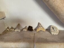 Dente fossile megalodonte usato  San Cassiano