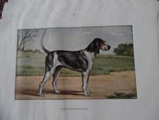 Engravings hunting dog d'occasion  Expédié en Belgium