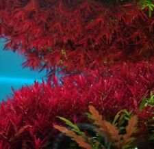 Rotala vietnam tropical for sale  STEVENAGE