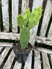 prickly pear for sale prickly pear for sale WADHURST
