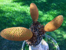 Cycas siamensis 3cm usato  Napoli