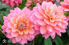 dahlia for sale  INVERNESS