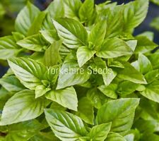 400x herb basil for sale  DEWSBURY