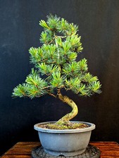 Bonsai mädchenkiefer pinus gebraucht kaufen  Bielefeld