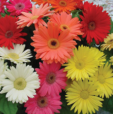 Gerbera daisy flower for sale  Delray Beach