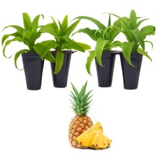 Pineapple plans. set for sale  Apopka
