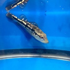 Pinima peacock bass for sale  New Bedford