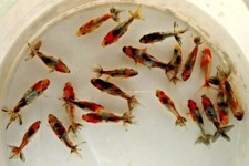 One 2.5 inches for sale  Sacramento