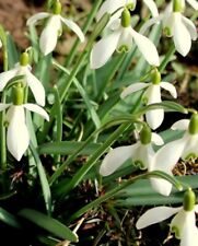 Samen schneeglöckchen woron gebraucht kaufen  Grimma