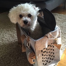 Hunter hunde katzen gebraucht kaufen Hunter hunde katzen gebraucht kaufen  Heikendorf