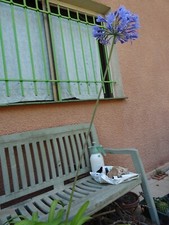 Lot 2gros bulbes d'occasion Lot 2gros bulbes d'occasion  Saint-Cyprien