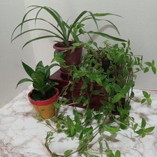 Live plants. turtle for sale  Woodville