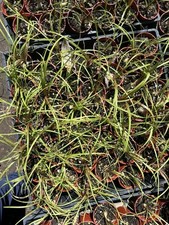 Ponytail palm beaucarnea for sale  Oceanside