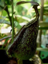 Nepenthes rafflesiana colore usato  Italia
