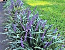 Monkey grass big for sale  Mechanicsville