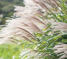 Miscanthus sinensis graziella for sale  NORWICH