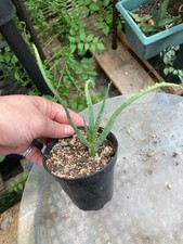 aloe arborescens plants for sale  Houston