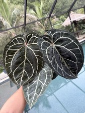 Anthurium red crystallinum for sale  Bradenton