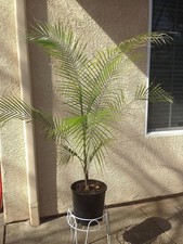 Wedding palm live for sale  USA