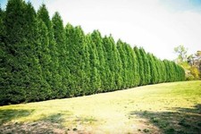 Leyland cypress cuttings for sale  Sevierville