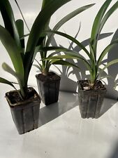 Orange clivia pack for sale  Vista
