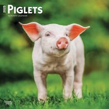 Piglets calendar 2025 for sale  EXETER