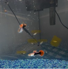 Beautiful guppy fish for sale  Daly City