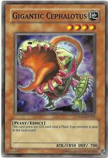 Csoc en025 gigantic usato  Spedire a Italy