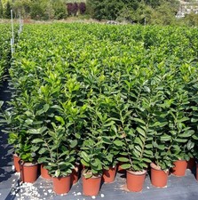 Prunus laurocerasus novita usato  Civitella Roveto