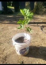 English town fig for sale  Selma
