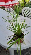 Beau plant papyrus d'occasion  Longpont-sur-Orge