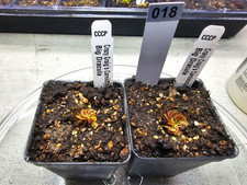 plants big for sale  Lorton