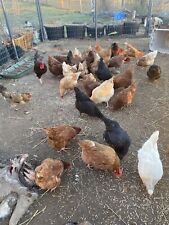 Fertile hatching chicken for sale  Greencastle