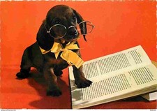 Animaux chiens teckel d'occasion  Fruges