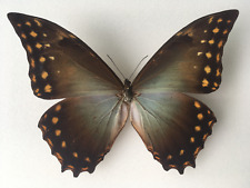 Schmetterling morpho amphitryo gebraucht kaufen  Eisenach