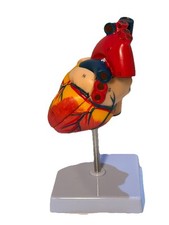 Human heart anatomy for sale  Brooklyn