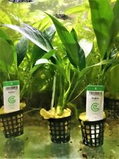 Anubia congensis plante d'occasion  Ingwiller