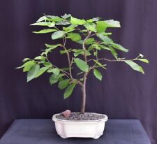 Yellow birch bonsai for sale  Patchogue