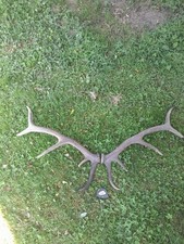 Superbe bois cerf d'occasion  Polaincourt-et-Clairefontaine