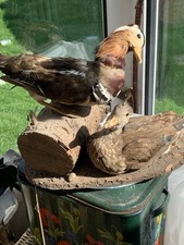 Taxidermy vintage antique for sale  KETTERING
