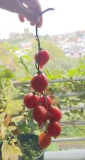 Tomatensamen piennolo del gebraucht kaufen  Bingen