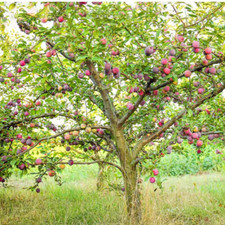 Gal. producer plum for sale  Denver
