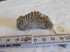 Fossile.alectrionia gregarea.h d'occasion  Sainte-Maxime