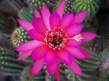 Ibrido hildewintera ibrido usato Ibrido hildewintera ibrido usato  Spedire a Italy