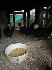Uova fertili olandese usato  Fivizzano