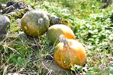 Zucca tonda nizza usato  Tivoli