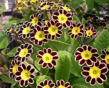 Primula gold lace for sale Primula gold lace for sale  UK