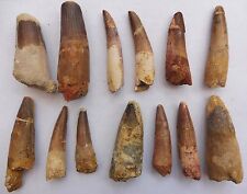 Spinosaurus teeth morocco for sale  BURGESS HILL